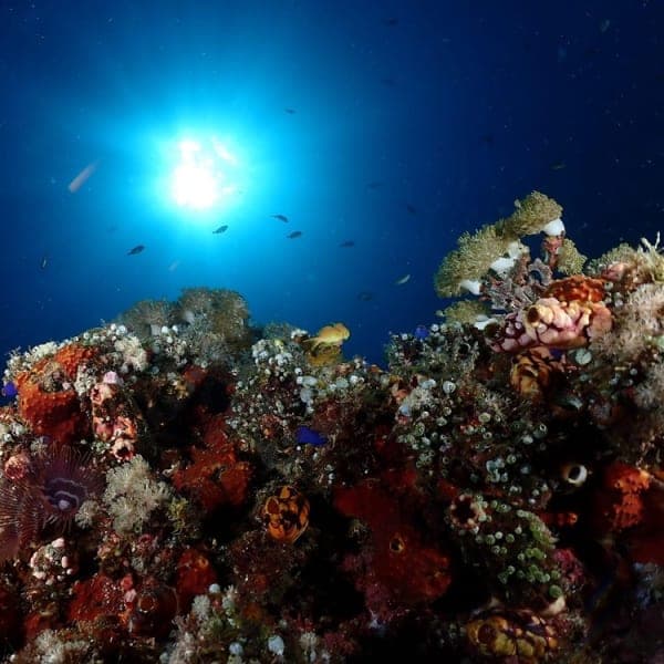 Sunburst over a coral reef crowded with sponges and soft corals, Malapascua Island