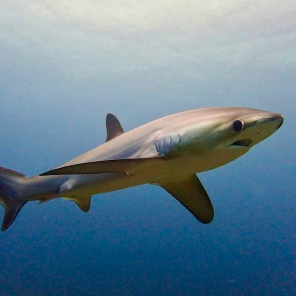 Thresher shark with its long upper tail lobe cruising in open blue water off Malapascua