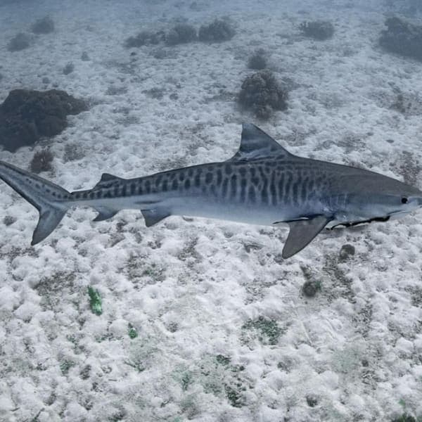 Tiger shark patrolling a white sandy seabed on a Malapascua shark dive
