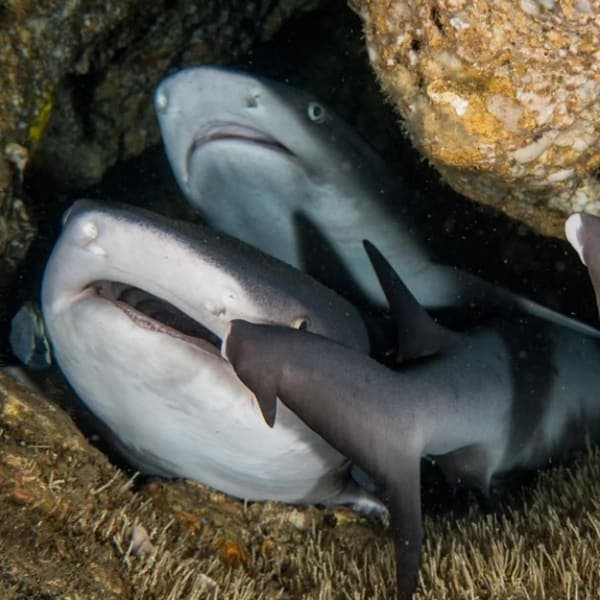 Whitetip reef sharks resting together under a coral ledge on a Malapascua dive